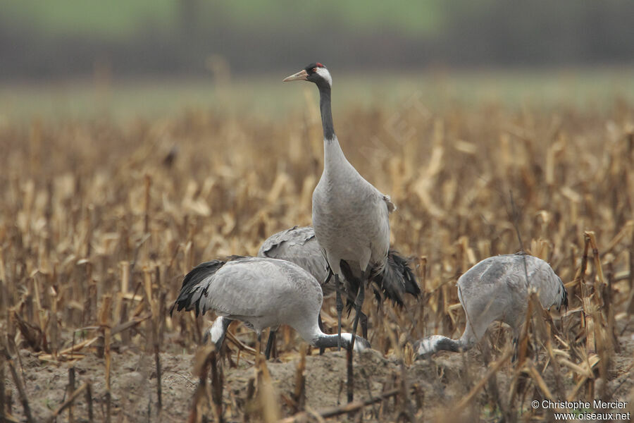 Common Crane