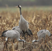 Common Crane