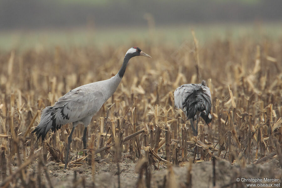 Common Crane