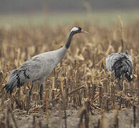 Common Crane