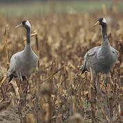 Common Crane