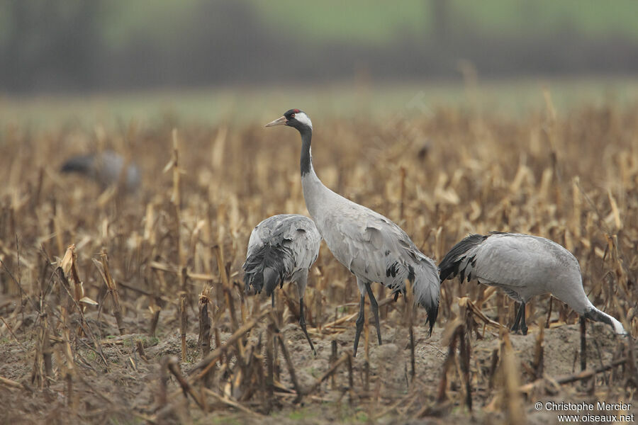 Common Crane