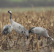 Common Crane