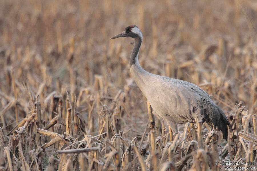 Common Crane