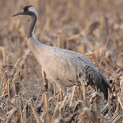 Common Crane