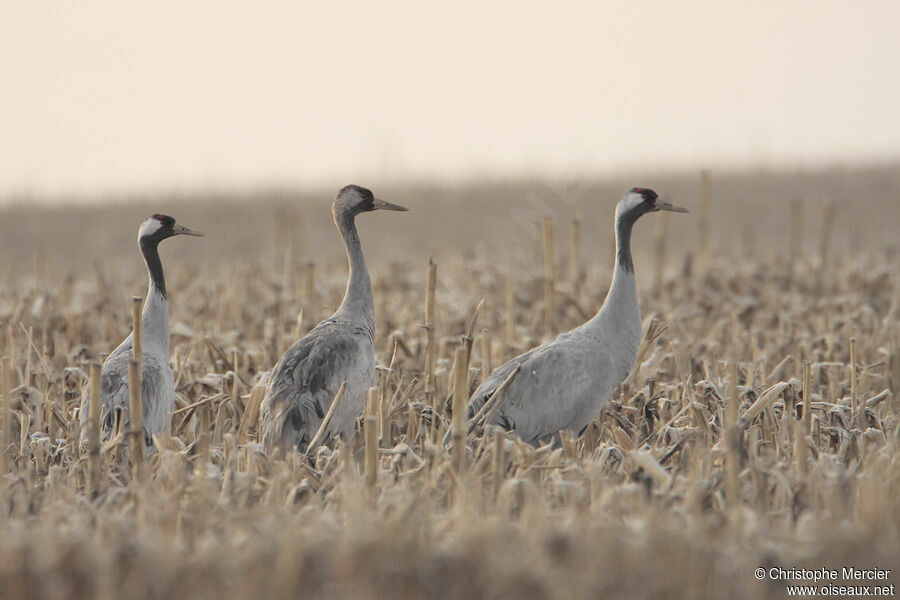 Common Crane