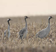 Common Crane