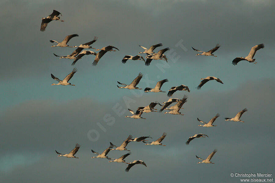 Common Crane, Flight