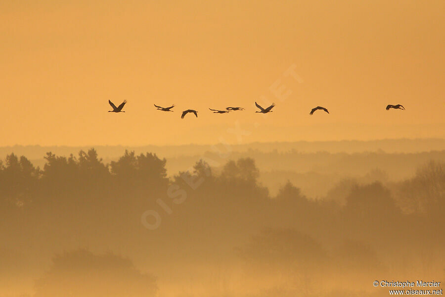 Common Crane