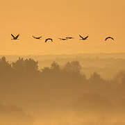 Common Crane