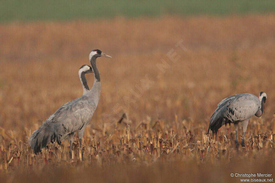 Common Crane