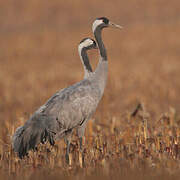 Common Crane