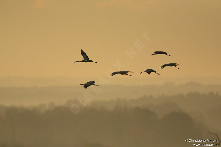 Common Crane