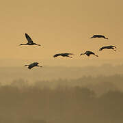 Common Crane