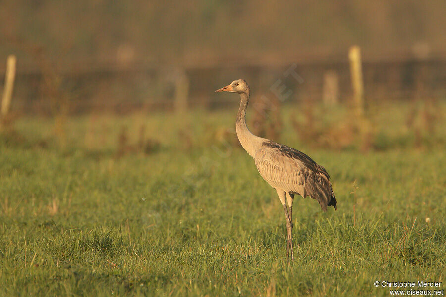 Common Crane