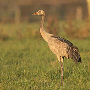 Common Crane