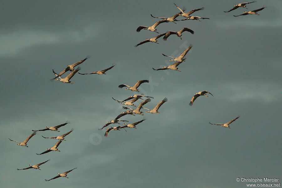 Common Crane