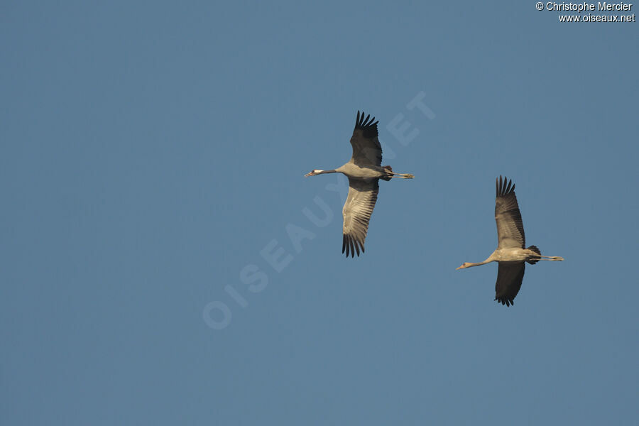 Common Crane