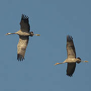 Common Crane