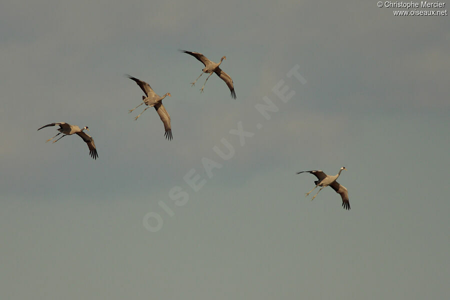 Common Crane