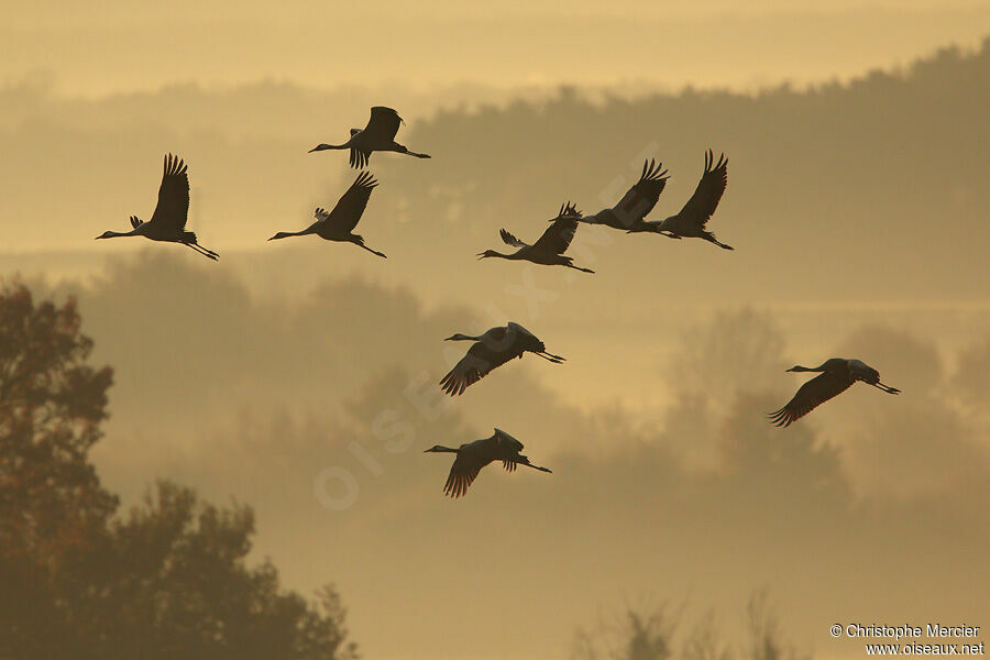 Common Crane