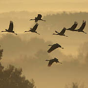 Common Crane