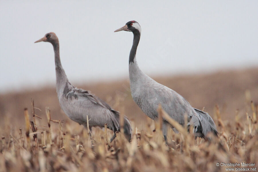 Common Crane