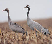 Common Crane