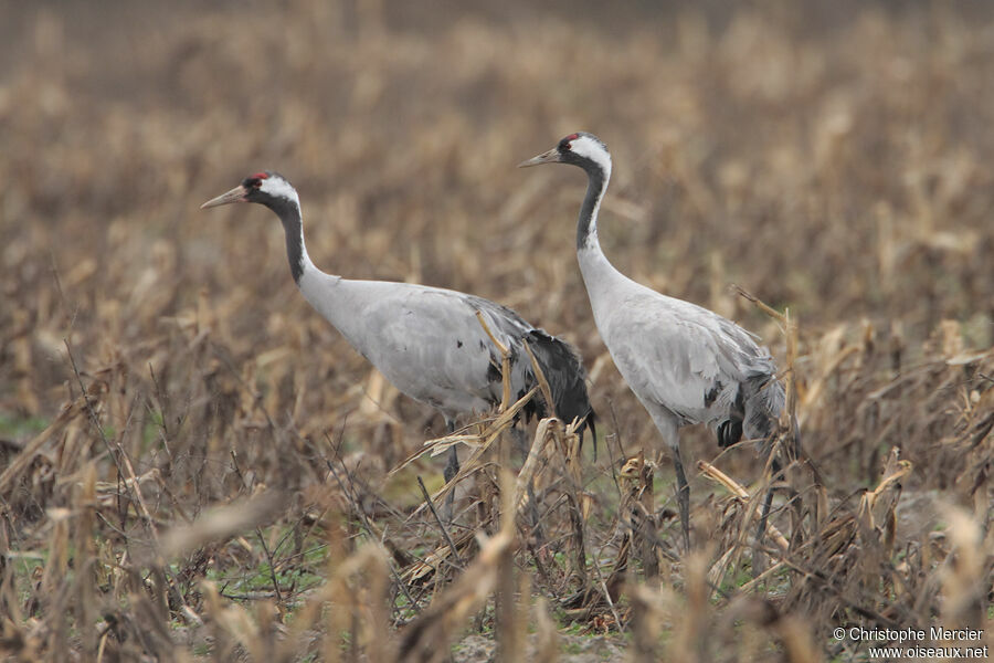 Common Crane