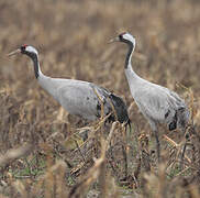 Common Crane