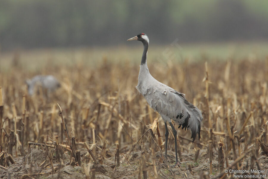 Common Crane