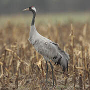 Common Crane