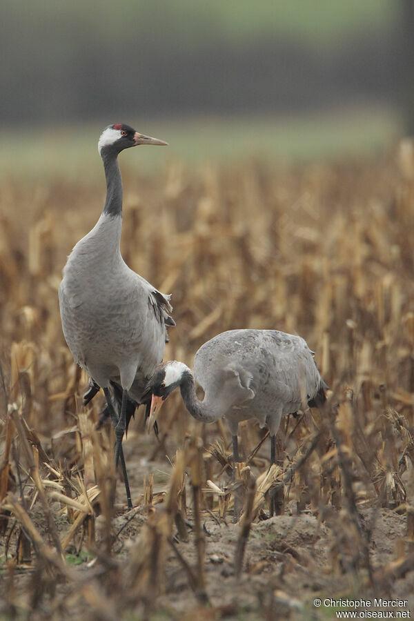 Common Crane