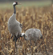 Common Crane