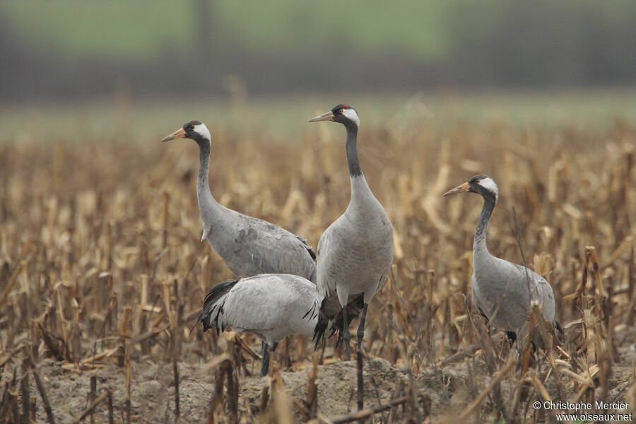 Common Crane