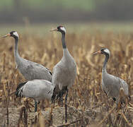 Common Crane