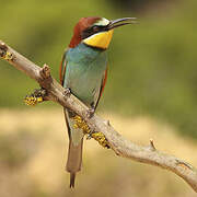 European Bee-eater