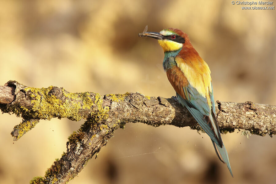 European Bee-eater