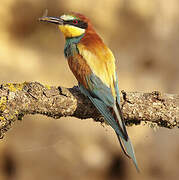 European Bee-eater