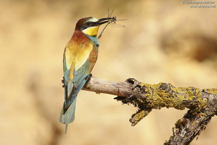 European Bee-eater