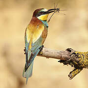 European Bee-eater