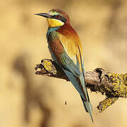 European Bee-eater