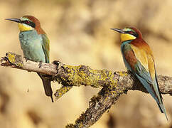 European Bee-eater