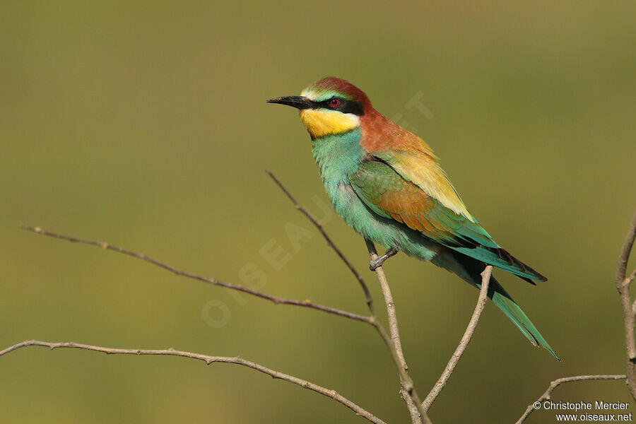 European Bee-eater