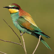 European Bee-eater