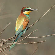 European Bee-eater