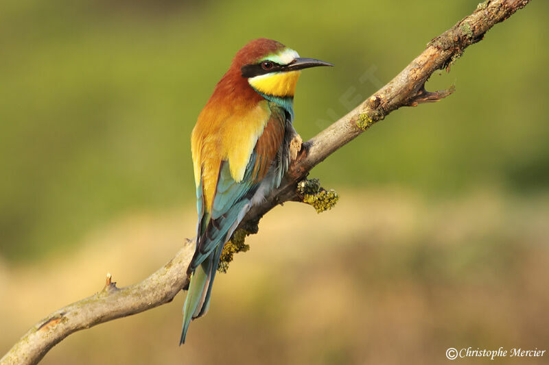 European Bee-eater, identification