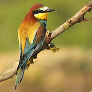 European Bee-eater