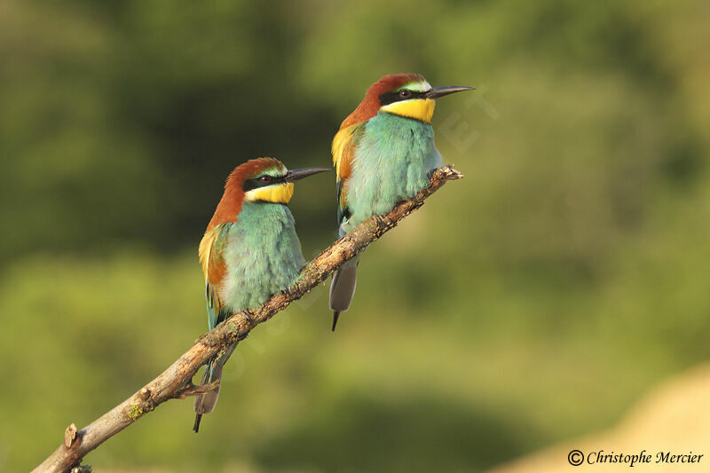 European Bee-eater