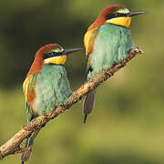 European Bee-eater